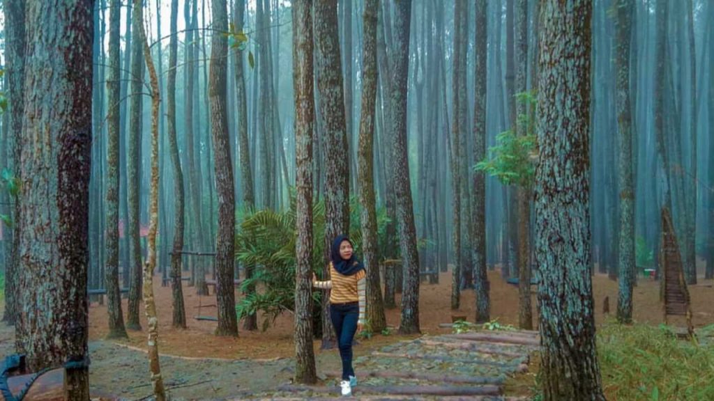 Wisata Hutan Pinus Mangunan Bantul Daerah Istimewa Yogyakarta