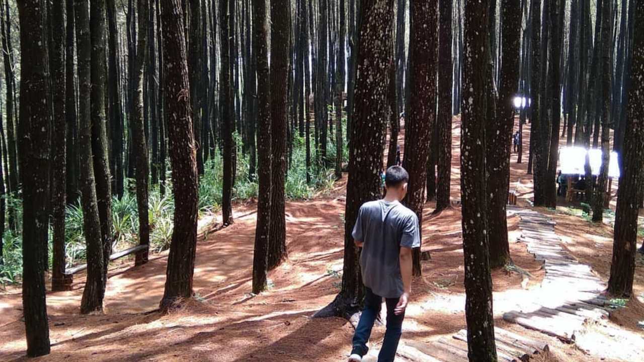 Wisata Hutan Pinus Mangunan