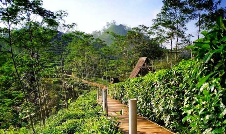 Foto Kebun Teh Nglinggo Kulon Progo