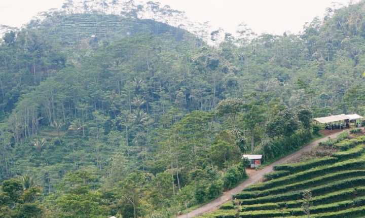 Lokasi & Tiket Masuk Kebun Teh Nglinggo