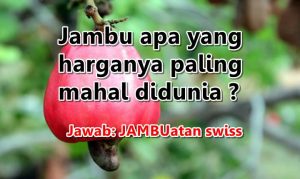 tebak tebakan bergambar dan jawabannya