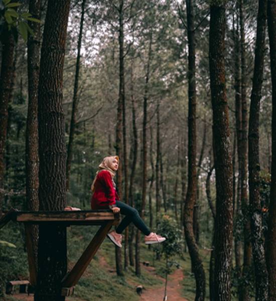 Hutan Pinus Kragilan Top Selfie Terbaru