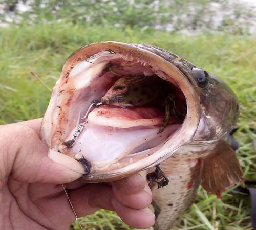 Cara Membuat Umpan Ikan Gabus Paling Jitu dan Ampuh