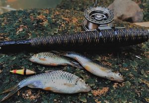 Berbagai Macam Umpan Ikan Wader Yang Ampuh