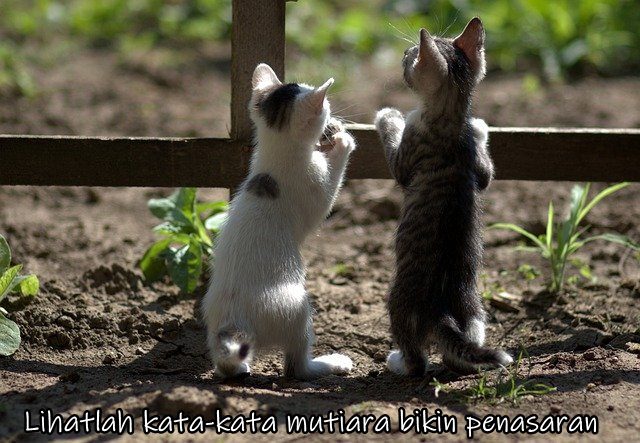 Lihatlah kata-kata mutiara bikin penasaran