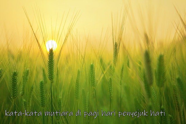 kata-kata mutiara di pagi hari penyejuk hati